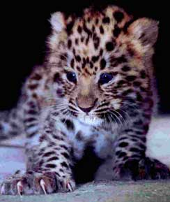 amur-lejpard