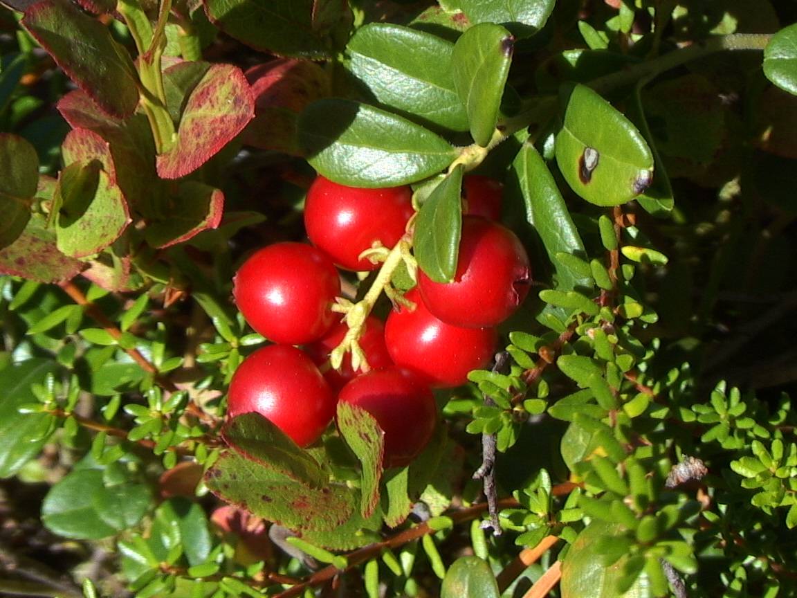 zagotovka osennih jagod