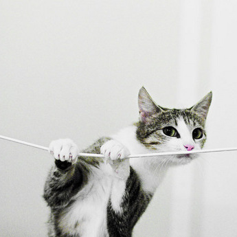 koska guljavsaja sama po sebe