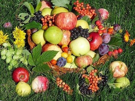 pocemu ludi stanovjatsja vegetariancami