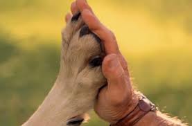 s.zivitnimi.nado.dogovoritjsa