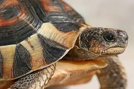 soderzanie.cerepaxi.doma