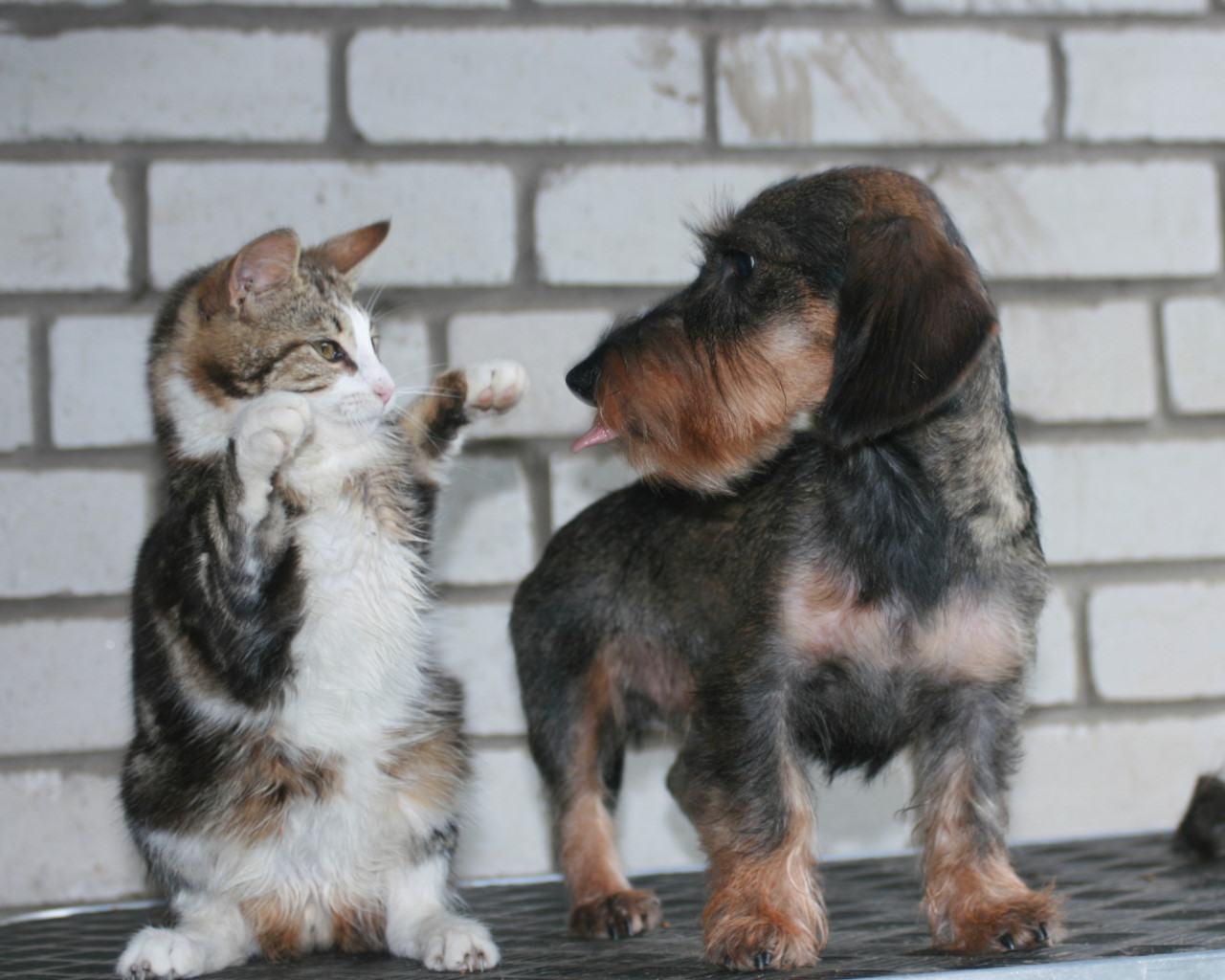 v cem otlicie-koski i sobaki